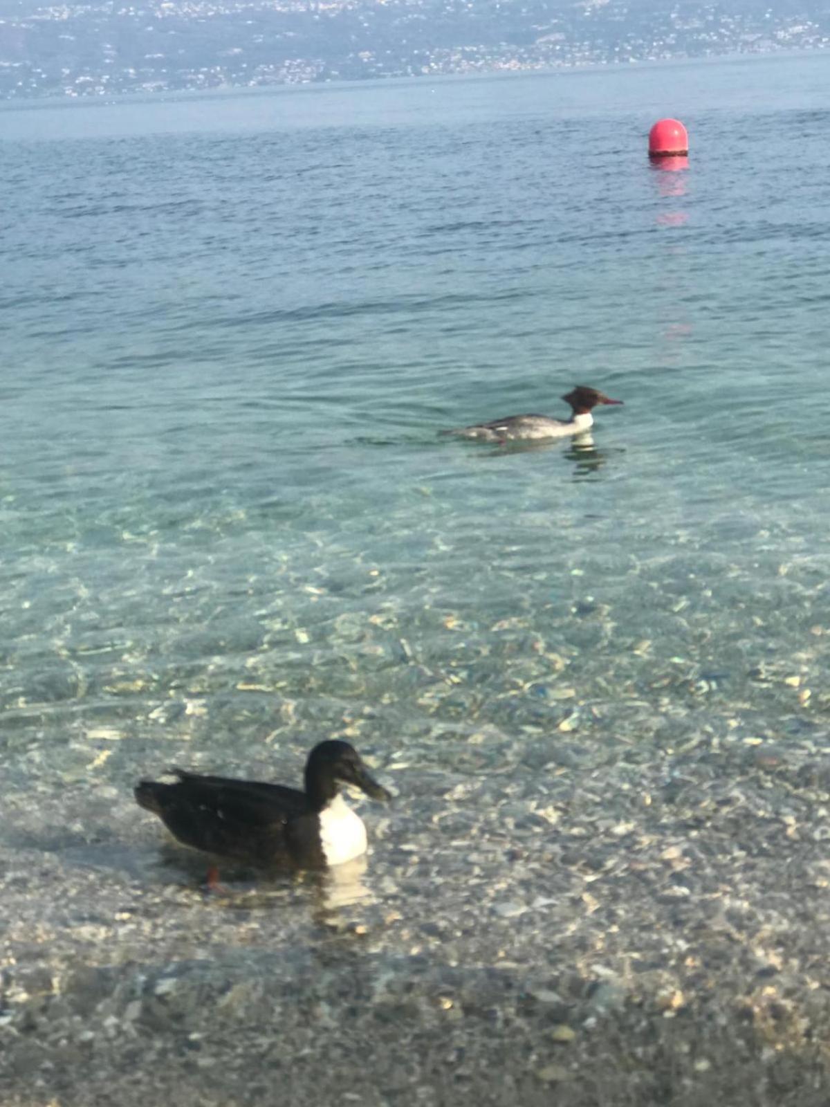 Corte Cardo Manerba del Garda Exteriér fotografie